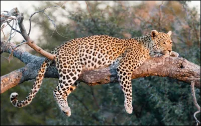 Parmi ces espèces de félins, lesquelles vivent en Afrique ?