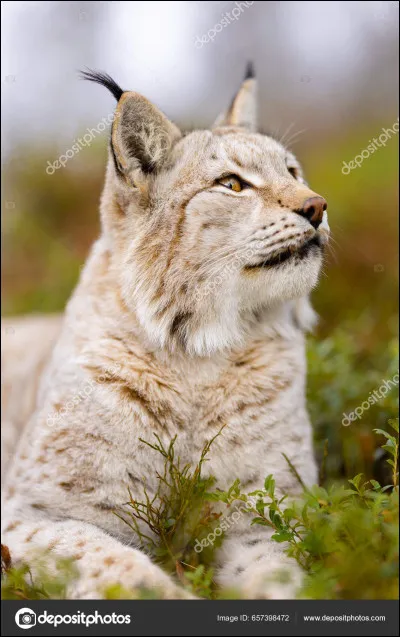 Quel est cet animal en photo ?