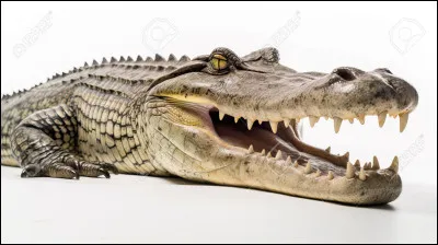 Quel est cet animal en photo ?