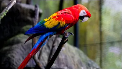 Quel est cet animal en photo ?