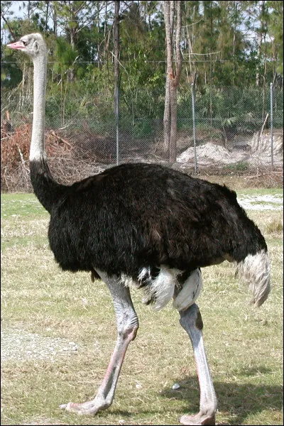 Quel est cet animal en photo ?