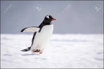 Quel est cet animal en photo ?