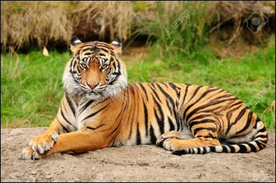 Quel est cet animal en photo ?