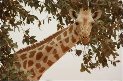 Quel est cet animal en photo ?