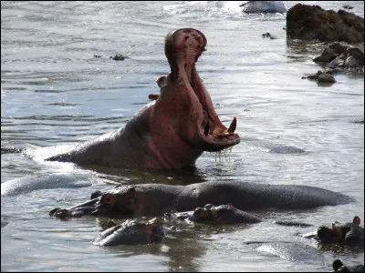 Quel est cet animal en photo ?