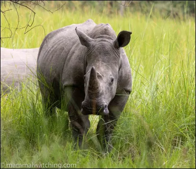 Quel est cet animal en photo ?