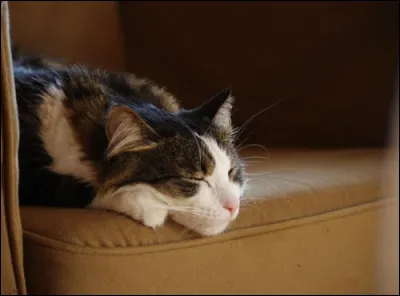 Combien de temps le chat dort-il chaque jour ?