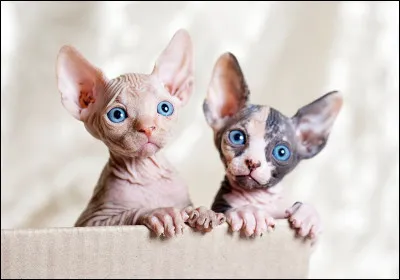 Bon, maintenant, connais-tu les particularités des races de chats ? Quelle est la race qu'on dit "sans poil" ?