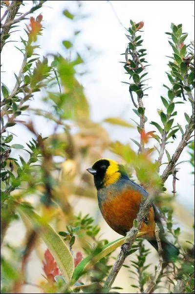 Quel est cet oiseau ?