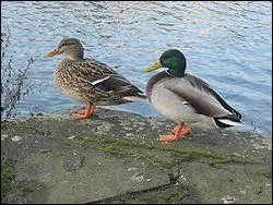 Quel est le nom de ce canard ?