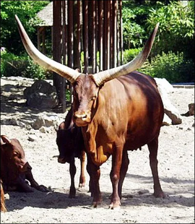 Comment s'appelle cet animal ?