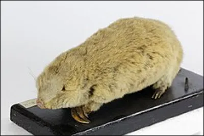 Quel est l'autre nom du hamster-taupe ?