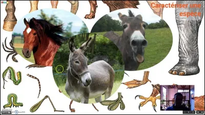 RAPPEL : Qu'est-ce qu'une espèce ?