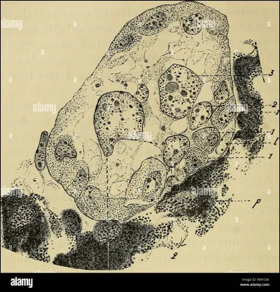 Où l'ensemble des informations de notre corps se situe-t-il ?