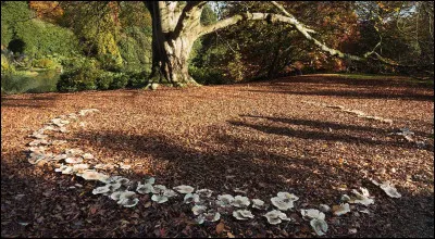 Comment appelle-t-on cette formation annulaire de champignons ?