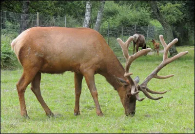 "Nom masculin, grand cerf d'Amérique du Nord." Je suis, je suis, je suis...