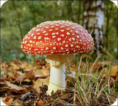 Comment appelle-t-on l'étude des champignons ?