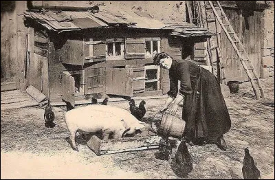 Et il n'y a pas que truffes et oie ou canard. Il y a aussi le cochon et là où se trouve un beau cochon, il y a bonne soupe, nous dit la sagesse populaire !
Comment allons-nous pouvoir apprécier les pieds de cochon ?