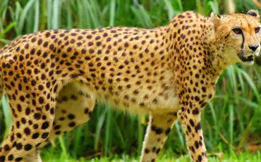 Quiz Guepard