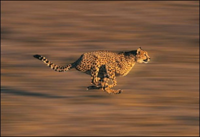 Le guépard peut courir jusqu'à :