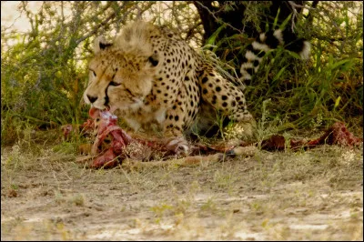 Que mange principalement un guépard ?