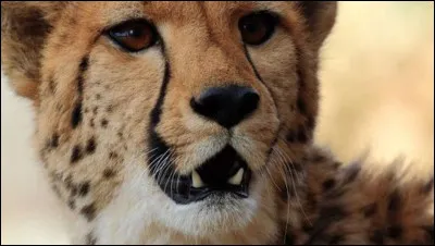 Quel est le nom latin (ou scientifique) du guépard ?