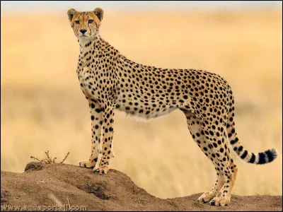 Quelle taille mesure le guépard ?