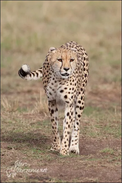 Le guépard vit-il en groupe ?