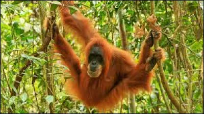 Comment peut-on traduire "sauver l'orang-outan" ?