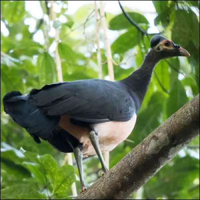 Le mégapode maléo est un oiseau qui vit sur l'île indonésienne de Sulawesi, il a une particularité ...