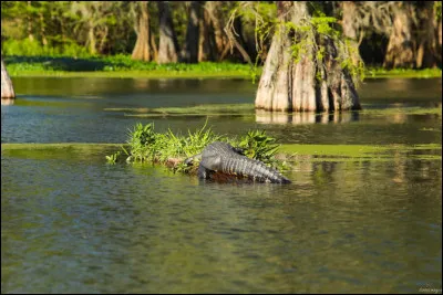 Quel animal peut-on voir très souvent dans les bayous de Louisiane ?