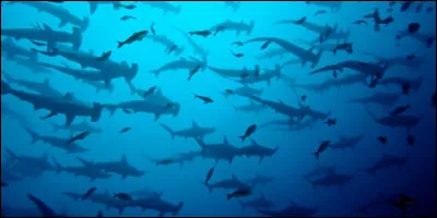 Si je vous dis, la Calypso, le Monde du silence qui reçut la Palme d'or à Cannes, et un bonnet rouge, à qui pensez-vous ?