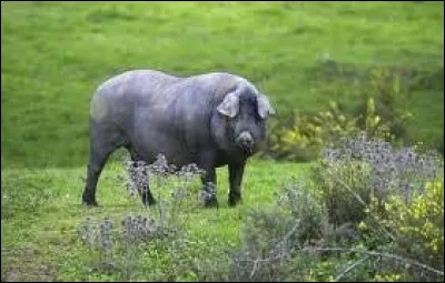 Quelle est cette race ?