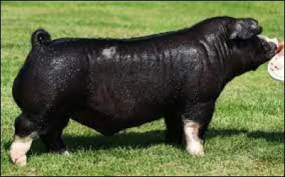 Quelle est cette race ?