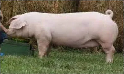 Quelle est cette race ?