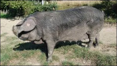 Quelle est cette race ?