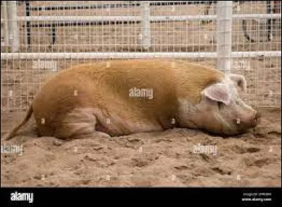 Quelle est cette race ?