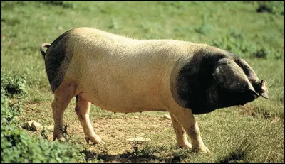 Quelle est cette race ?