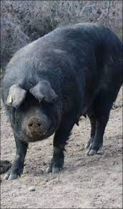 Quelle est cette race ?