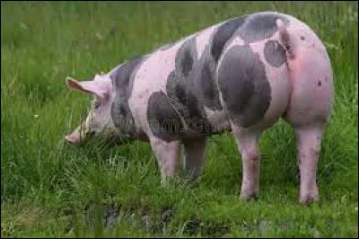 Quelle est cette race ?