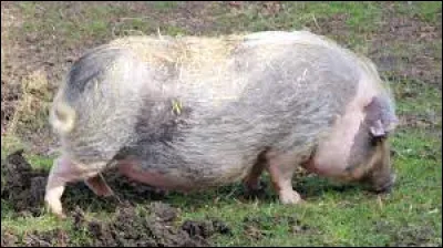 Quelle est cette race ?