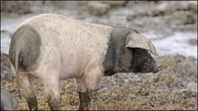 Quelle est cette race ?