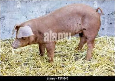 Quelle est cette race ?