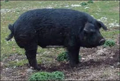 Quelle est cette race ?