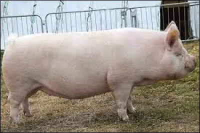 Quelle est cette race ?