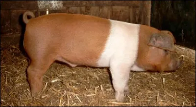 Quelle est cette race ?