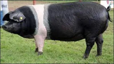 Quelle est cette race ?