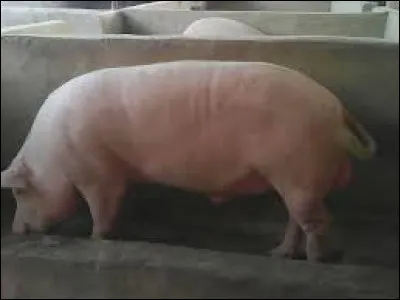 Quelle est cette race ?