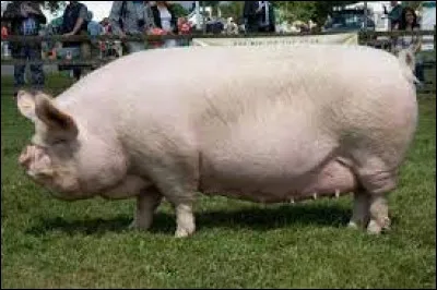 Quelle est cette race ?