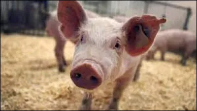 Quelle est cette race ?